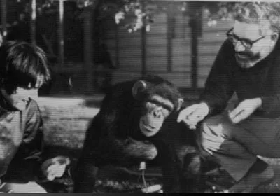 Trixie Gardner (left) and Allen Gardner (right) spend time interacting with Washoe (center). Trixie Gardner (left) and Allen Gardner (right) spend time interacting with Washoe (center).